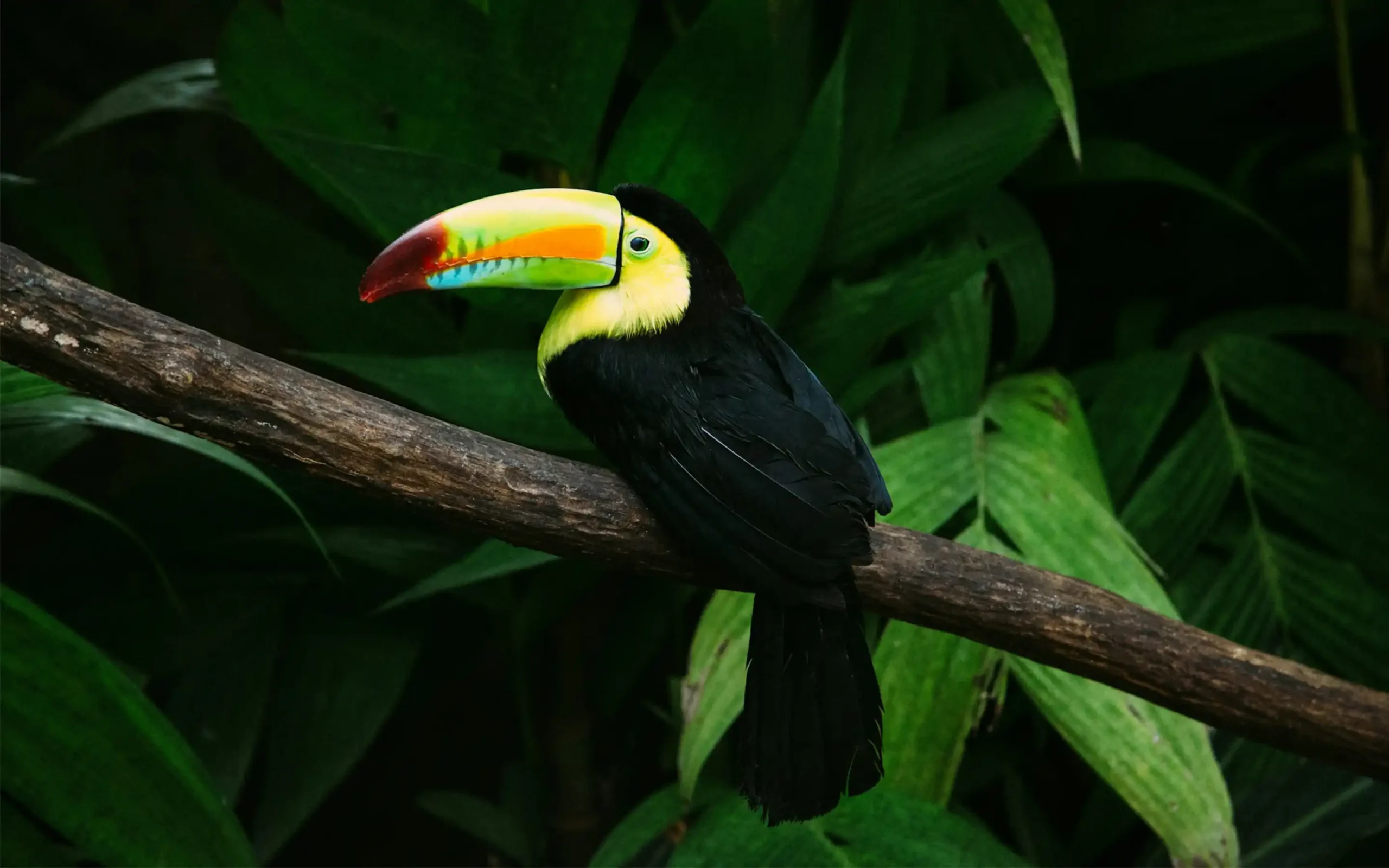 Costa Rica